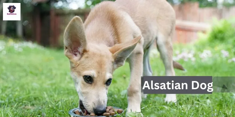 Alsatian Dogs