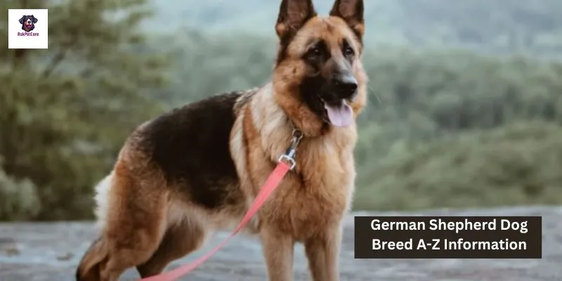 German Shepherd Dog Breed A-Z Information