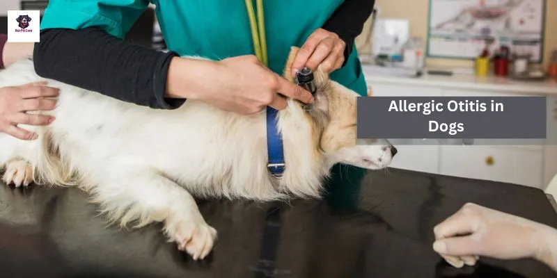 Allergic Otitis in Dogs