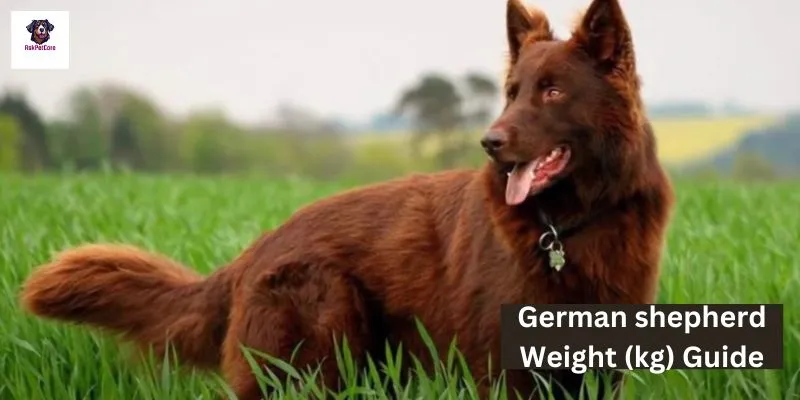 German shepherd Weight (kg) 