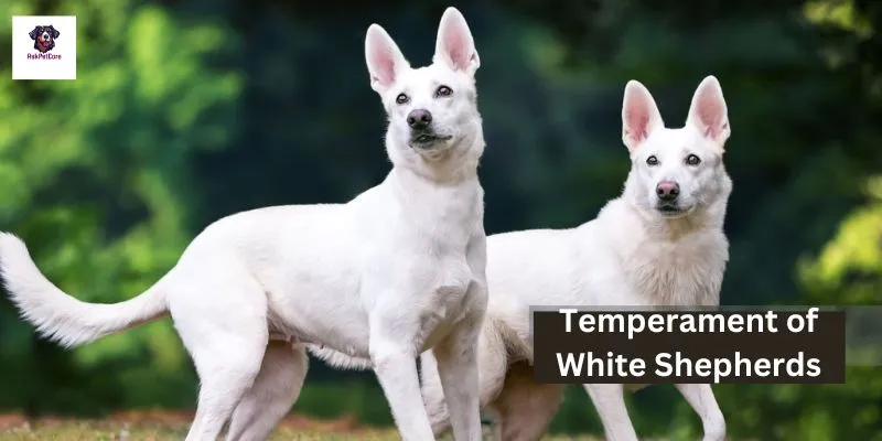 Temperament of White Shepherds