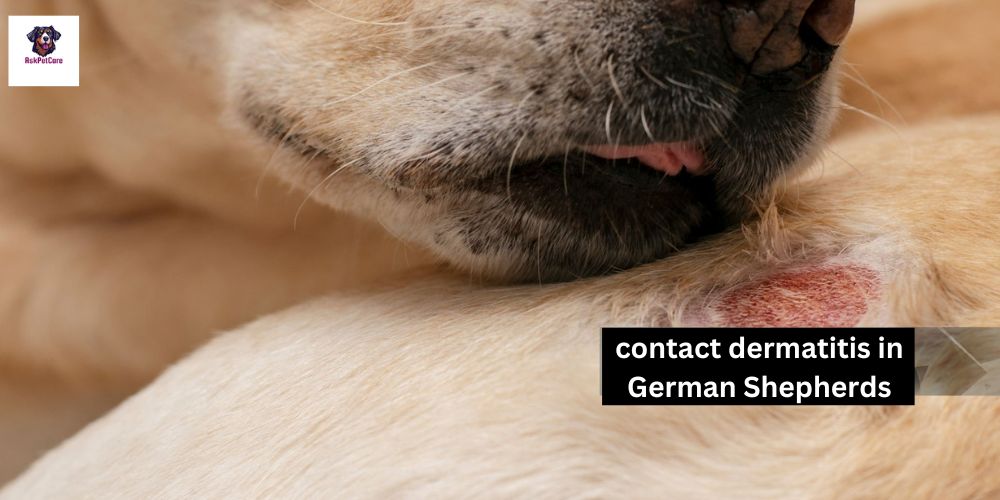 Contact Dermatitis in German shepherds: What You Need to Know