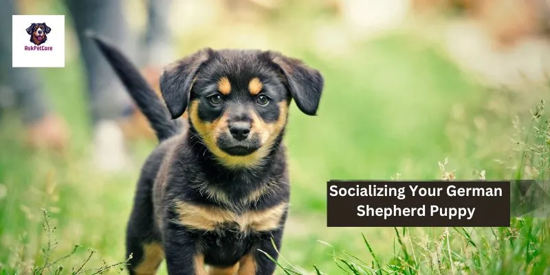 Socializing Your German Shepherd Puppy