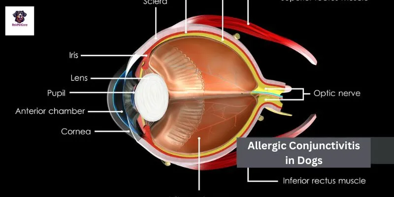 Allergic Conjunctivitis in GSD