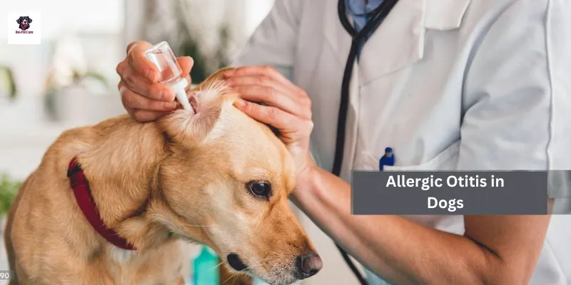 Allergic Otitis in Dogs