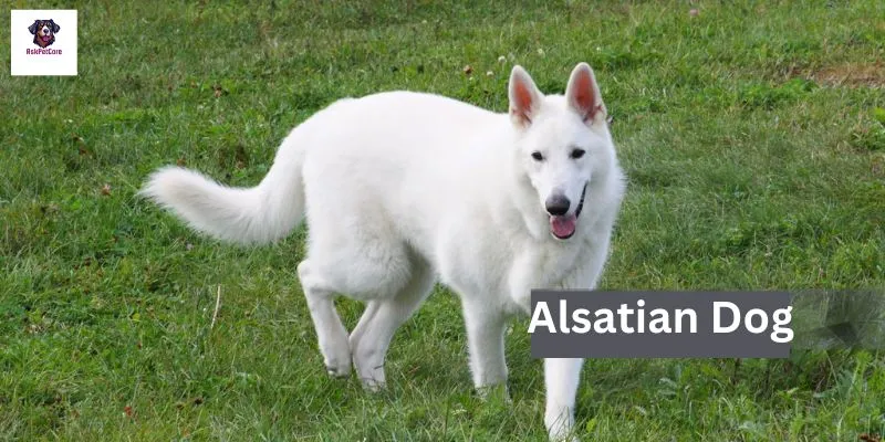 White Alsatian Dog