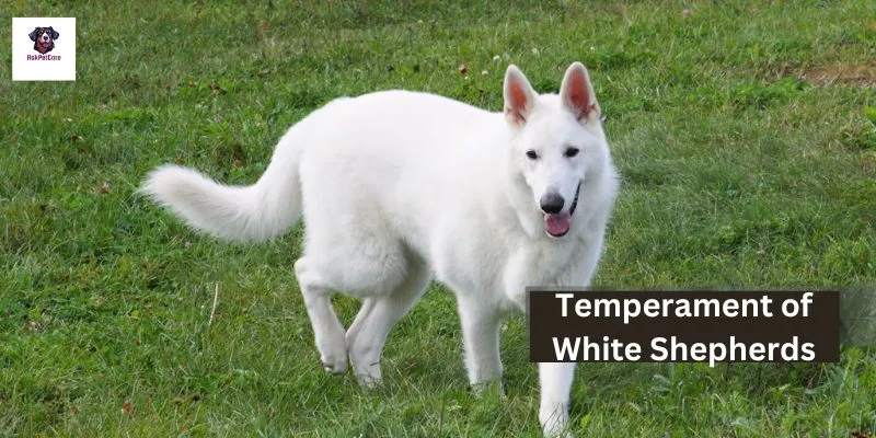 Temperament of White Shepherds