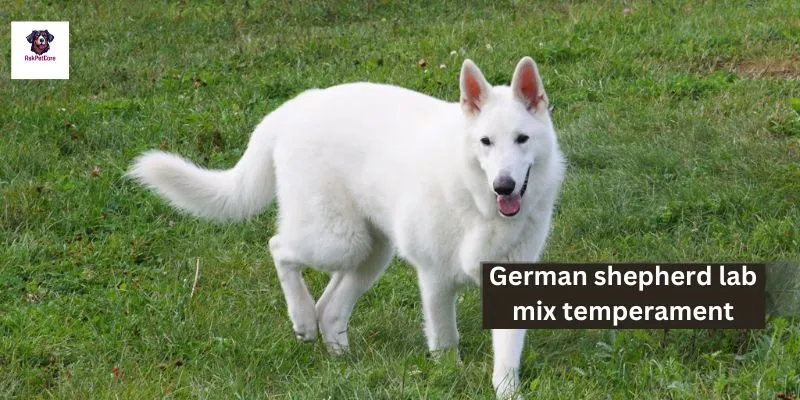 German shepherd Lab Mix Temperament