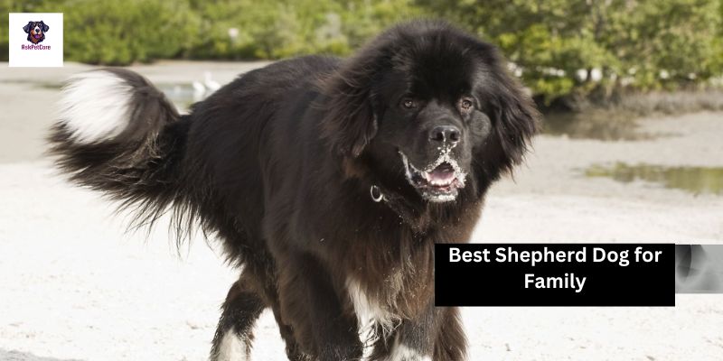 Best Shepherd Dog for Family