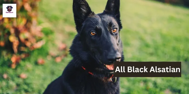 All Black Alsatians