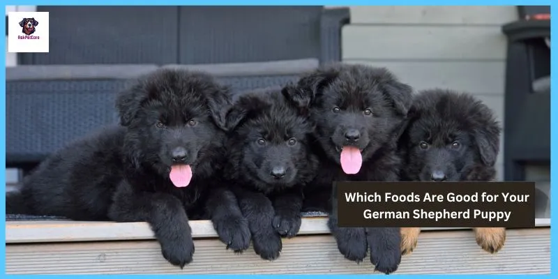 Which Foods Are Good for Your German shepherd Puppy