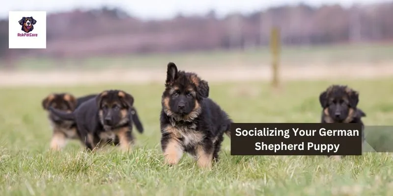 Socializing Your German Shepherd Puppy