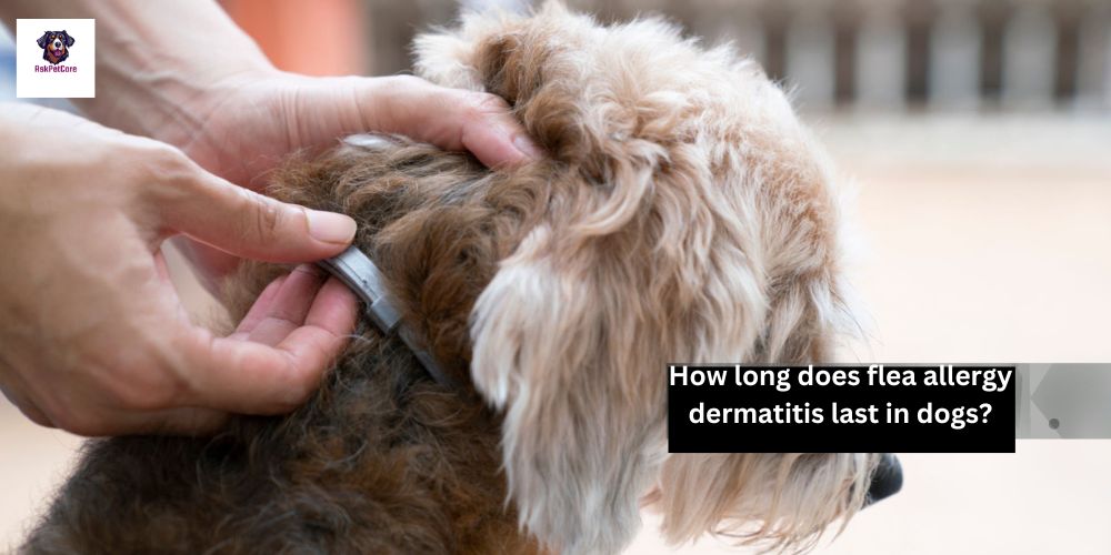 How Long Does Flea Allergy Dermatitis Last In Dogs?