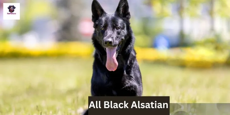 All Black Alsatians