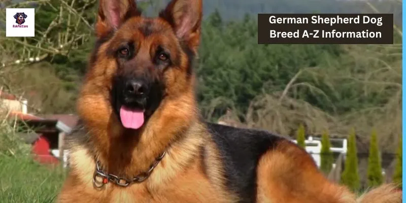 German Shepherd Dog Breed A-Z Information