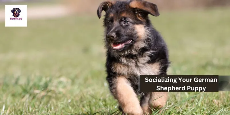 Socializing Your German Shepherd Puppy