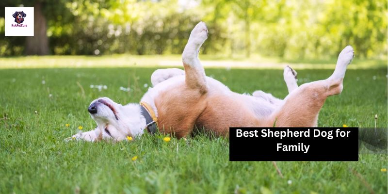 Shepherd Dog for Your Family