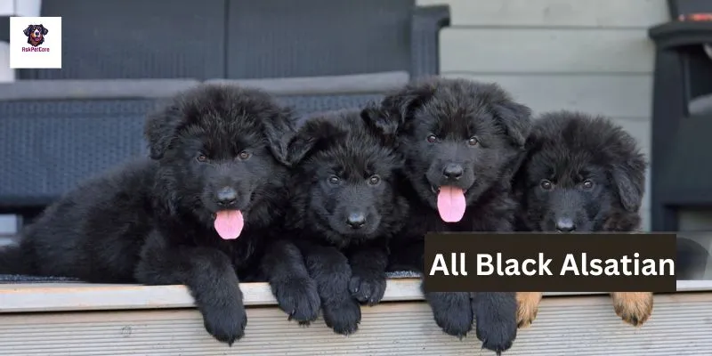 All Black Alsatians