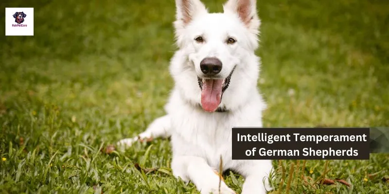 Intelligent Temperament of German Shepherds