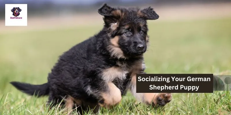 Socializing  German Shepherd Puppy