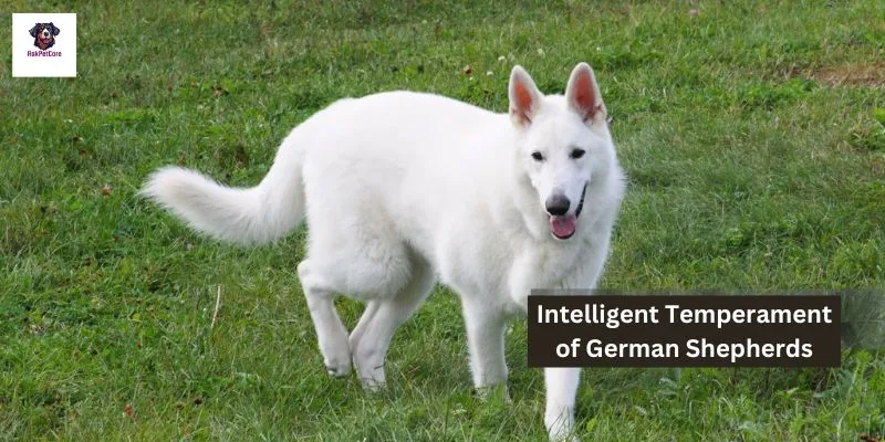 Intelligent Temperament of German Shepherds