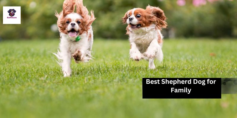 Best Shepherd Dog for Family