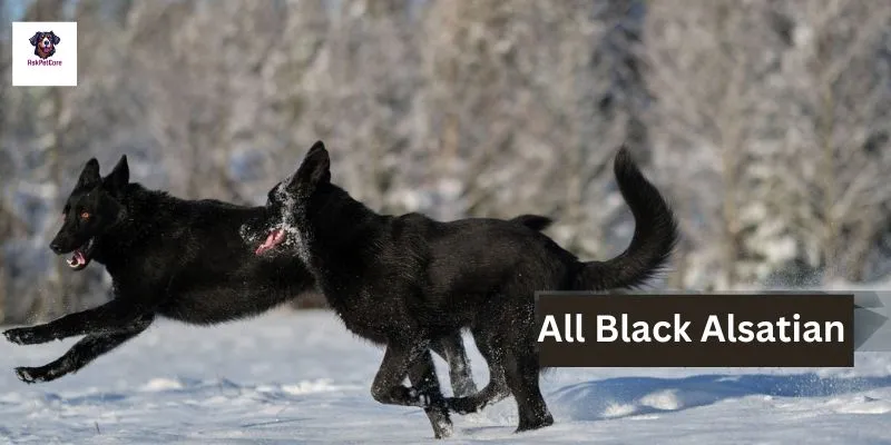 All Black Alsatians