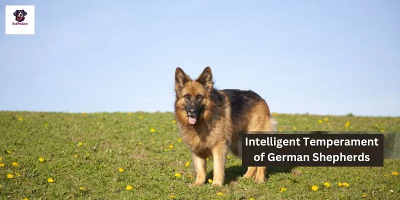 Intelligent Temperament of German Shepherds