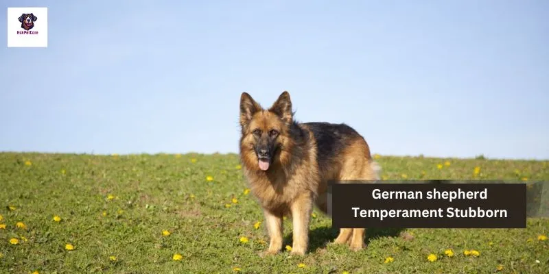 German shepherd Temperament Stubborn