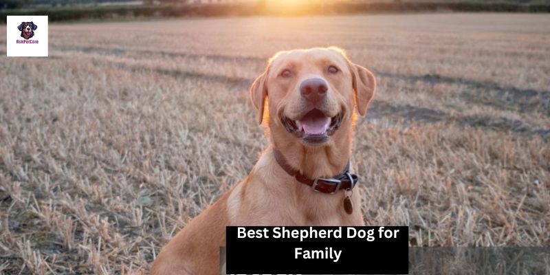 Best Shepherd Dog for Family