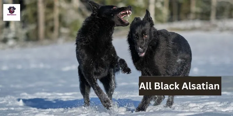 All Black Alsatians