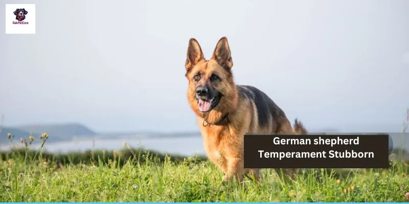 German shepherd Temperament Stubborn