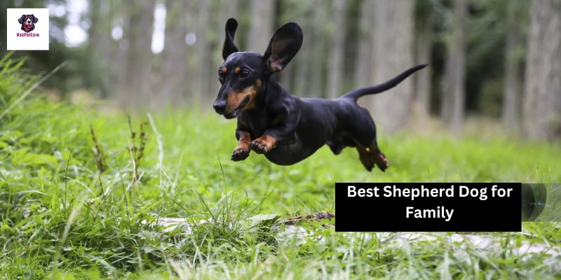 Best Shepherd Dog for youe Family