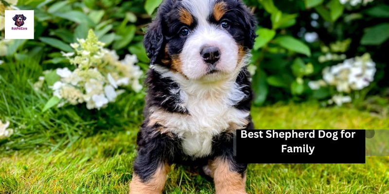 Best Shepherd Dog for Family