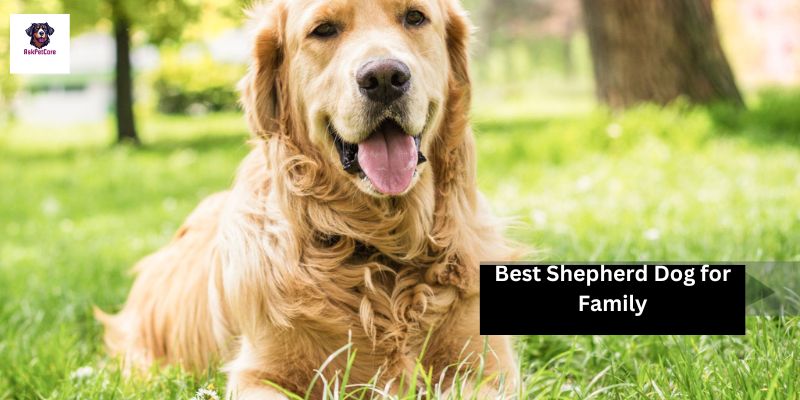 Best Shepherd Dog for Family