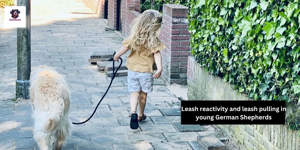 Leash reactivity and leash pulling in young German Shepherds