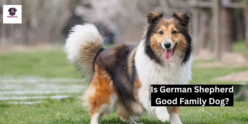 Is German shepherd Good Family Dog