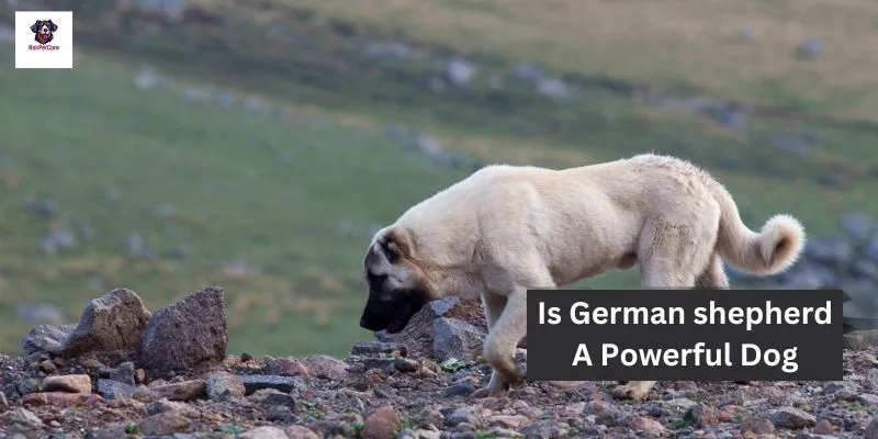 Is German shepherd A Powerful Dog