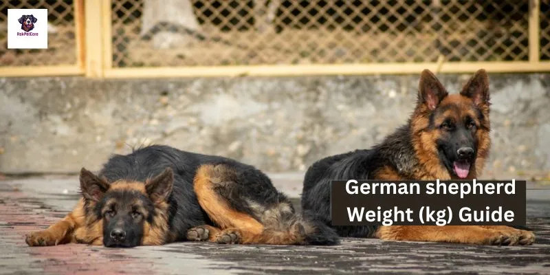 German shepherd Weight (kg) 