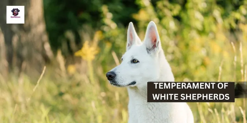 Temperament of White Shepherds