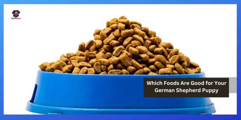 Which Foods Are Good for Your German shepherd Puppy