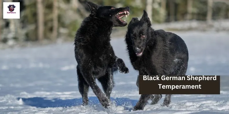 Black German shepherd Temperament