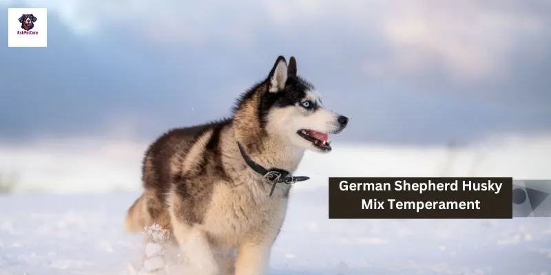 German shepherd Husky Mix Temperament