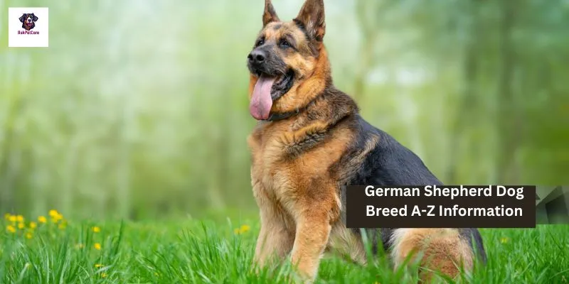 German Shepherd Dog Breed A-Z Information