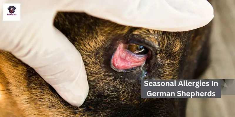 seasonal allergies in German shepherds