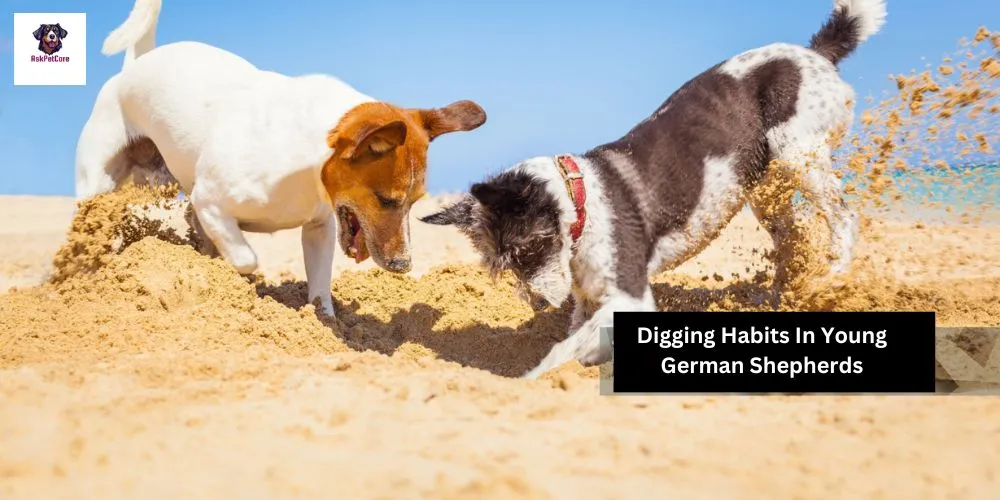 why German Shepherds Digging