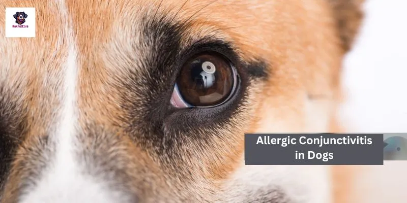 Allergic Conjunctivitis in GSD