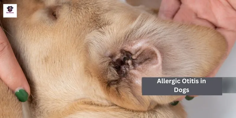 Allergic Otitis in Dogs