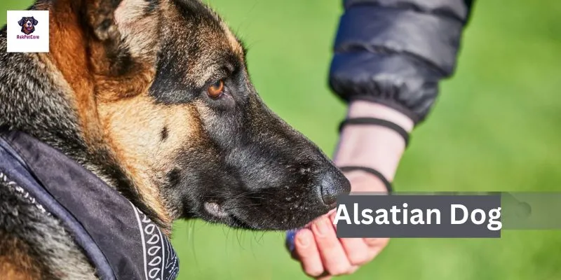 Alsatian Dogs