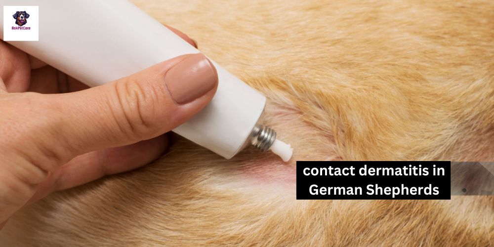 Contact Dermatitis in German shepherds: What You Need to Know